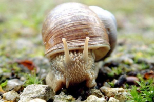 Milyen állatok tartoznak a puhatestűek típusához?