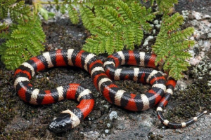 California royal snake - photo motion reptile
