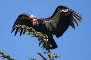 California condor - bird szimbólum
