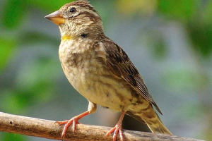 Stone sparrow - bird, így a rokonokkal ellentétben