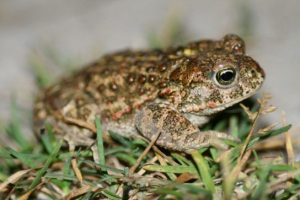 Reed toad