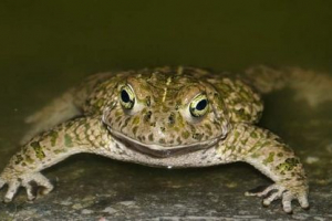 Reed toad - a leghangosabb a toad között