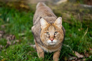Camery cat otthon