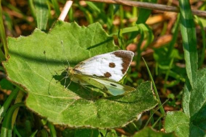 Kapuetria pillangó rovar. A káposzta leírása, jellemzői, típusai és fényképei