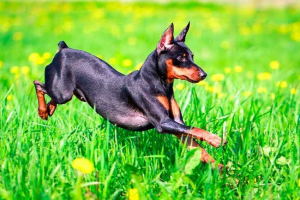 Törpe pinscher - pluszok és hátrányok fajtái