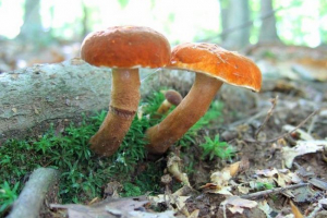 Gesztenye gomba