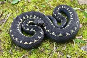 Kaukázusi viper (vajuk kamekova)