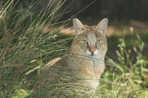 Kaukázusi reed cat