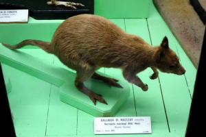 Kangaroo macley - novogvinsky endemikus