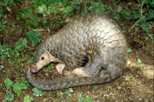 Kínai gyík vagy fülű pangolin