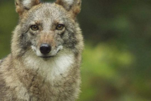 Cooler - wolf + coyote