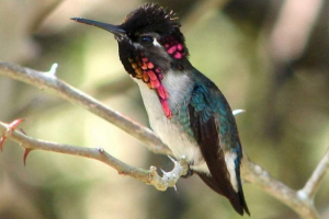 Hummingbirds - morzsa a hummingbirds között