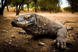 Dresser varan - giant lizard