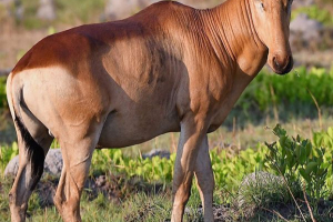 Fokozódó