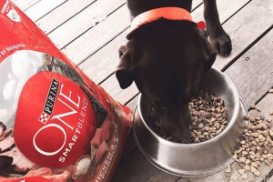 Purina egy kis, közepes és nagy fajták kutyáinak táplálása