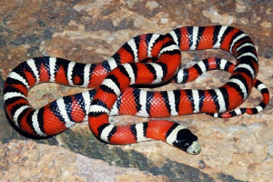 Royal mountain snake Royal mountain snake