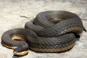 Royal water - top change snake