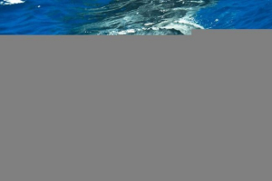 Leatherback turtle