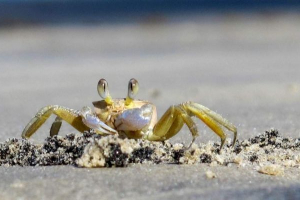 Crab elmenekült egy étteremből egy késsel, culshne-ben