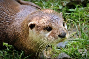 A kabardino-balkári köztársaság piros könyve