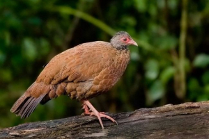 Piros shortstove partridge: mindent a láthatatlan madár életéről