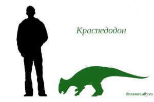 Bölcső