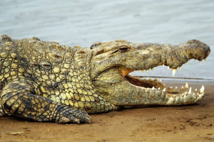Krokodil