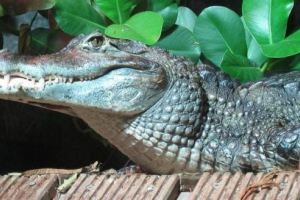 Crocodile cayman - hüllő amerikából