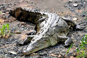 Amerikai krokodil (súlyos)