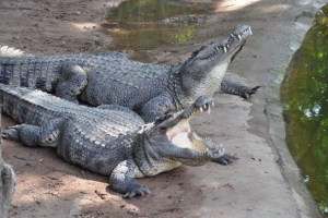 Sziámi krokodil
