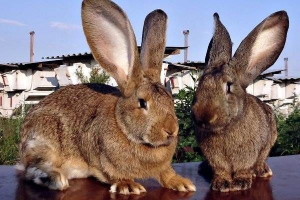 Nyúlfajta flander. Leírás, jellemzők, gondozás és tartalom