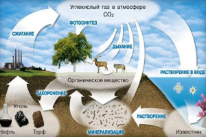 Szén-ciklus a természetben