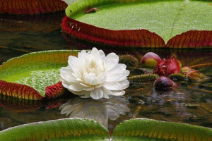 Waterlink victoria regia (amazonian)