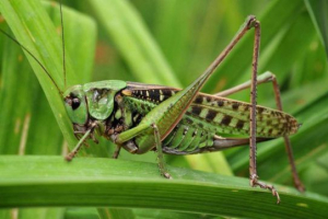 Grasshopper - kilátások és képek