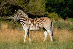 Kwagga Kwagga