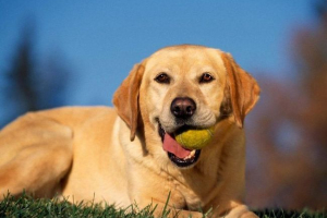 Labrador retriever: mi ez a fajta?