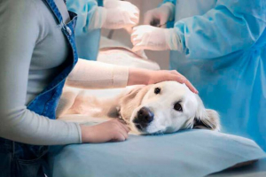A kutyák laparoszkópos sterilizálása A kutyák laparoszkópos sterilizálása