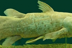 Lathemeria - élő fosszilis Lathemeria - élő fosszilis