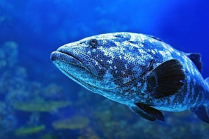 Coelacanth