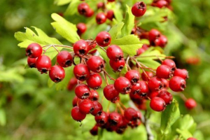 Hawthorn (növény)