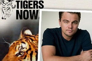 Leonardo di caprio hozzájárult a vad tigrisek népességének növekedéséhez