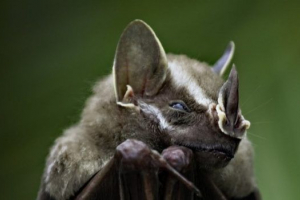 Bats - kilátás és fotók Bats - kilátás és fotók