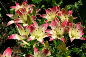 Liliom