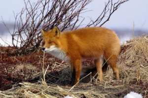 Lisa (fox) - kilátás és fotók