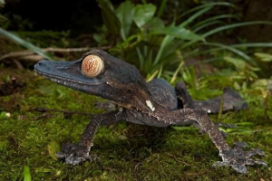 Lisharawn madagaszkár gecko - terparárok szeretete