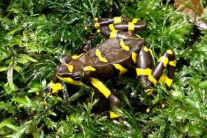 Béka harlequin - kihalt kilátás a kétéltűnek