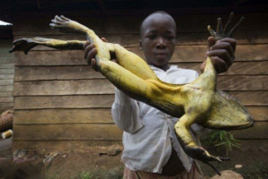 Frog goliath
