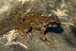 Béka tailless