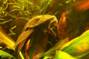 Loricaria rendes: fotó
