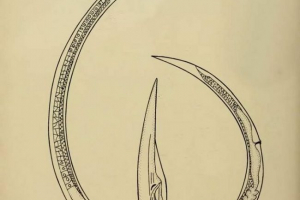 Hosszú nematoda. A worm-pest leírása és fotói Hosszú nematoda. A worm-pest leírása és fotói